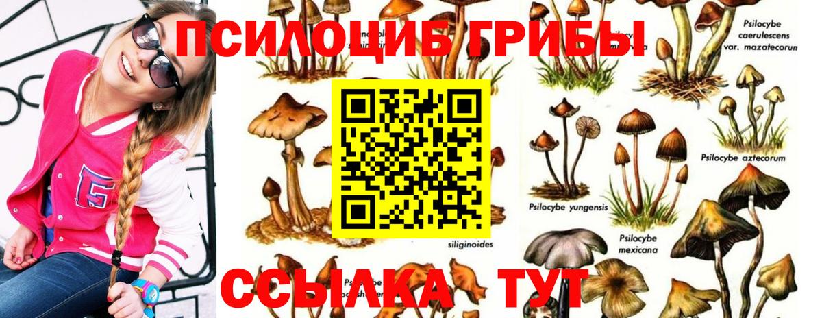 Псилоцибиновые грибы Cubensis Саров